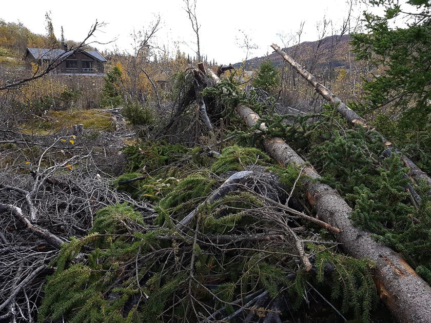 Bra syklus for hogst ved hytteområdet