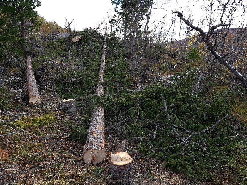 Bra syklus for hogst ved hytteområdet