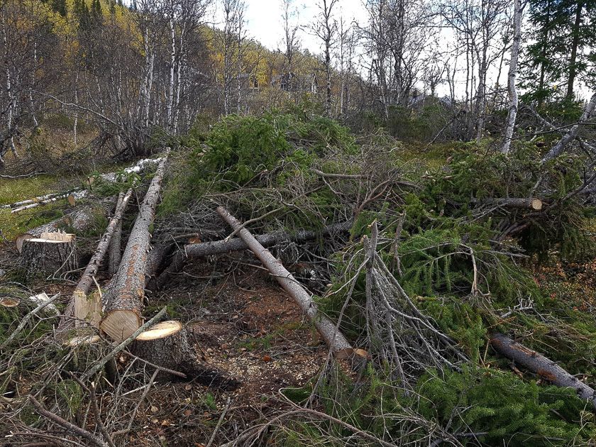 Bra syklus for hogst ved hytteområdet