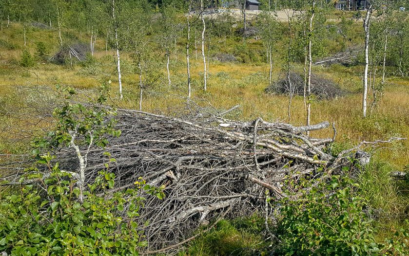 Hogstavfall til bry?