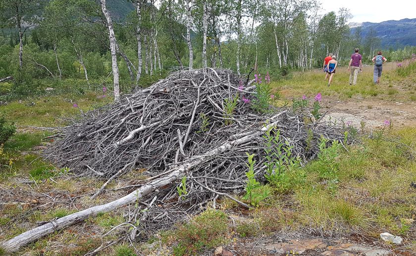 Bra syklus for hogst ved hytteområdet