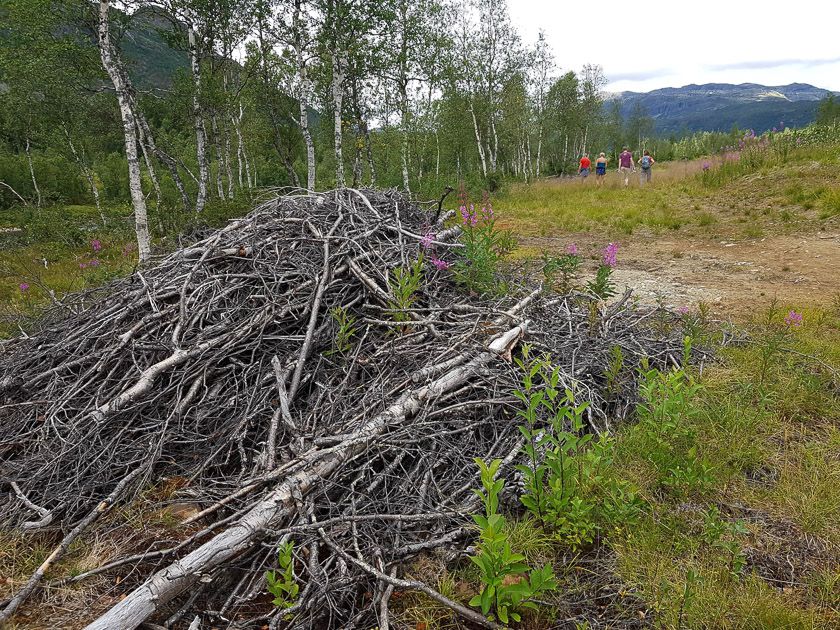 Bra syklus for hogst ved hytteområdet