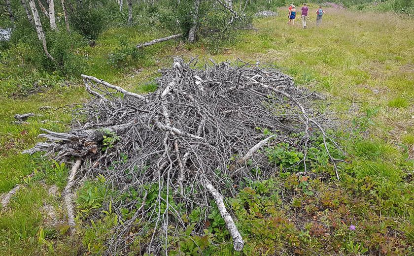 Bra syklus for hogst ved hytteområdet