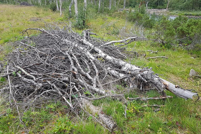 Bra syklus for hogst ved hytteområdet