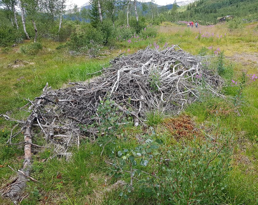 Bra syklus for hogst ved hytteområdet