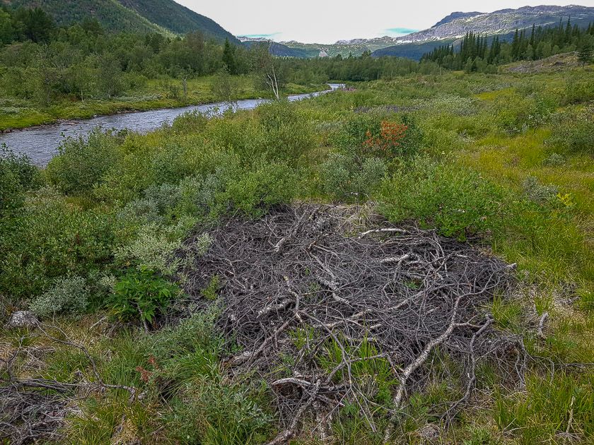 Bra syklus for hogst ved hytteområdet