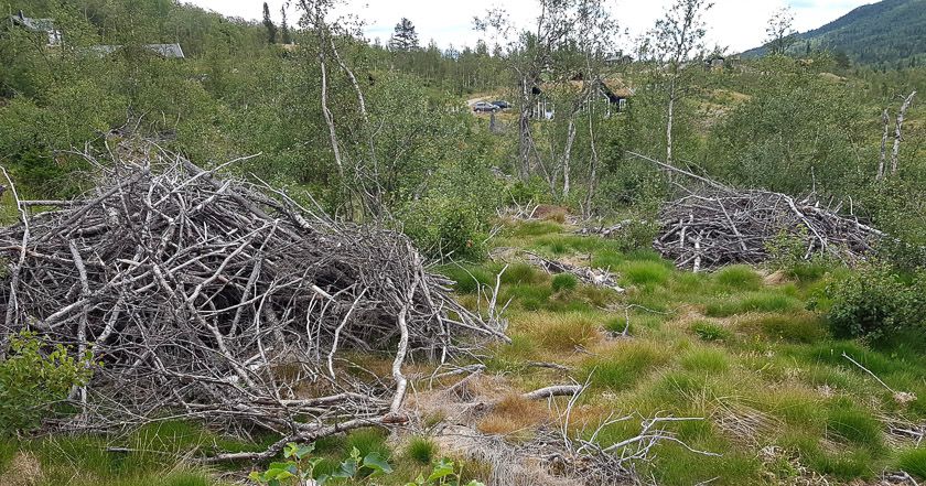 Bra syklus for hogst ved hytteområdet