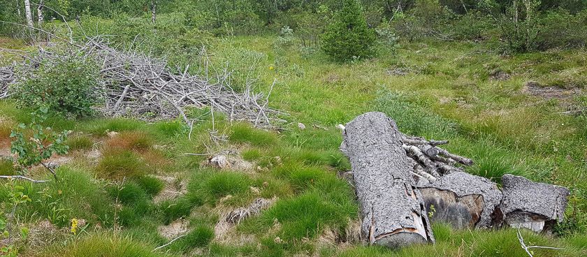 Bra syklus for hogst ved hytteområdet