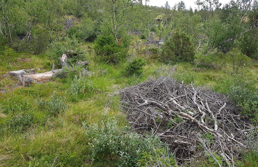 Bra syklus for hogst ved hytteområdet