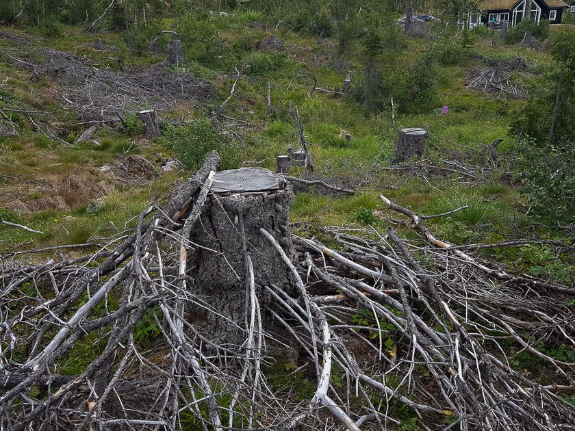 Bra syklus for hogst ved hytteområdet