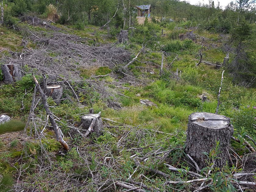 Bra syklus for hogst ved hytteområdet