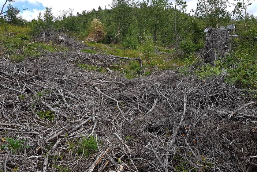 Bra syklus for hogst ved hytteområdet