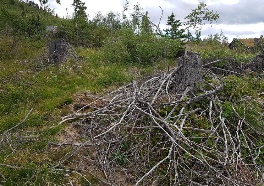 Bra syklus for hogst ved hytteområdet