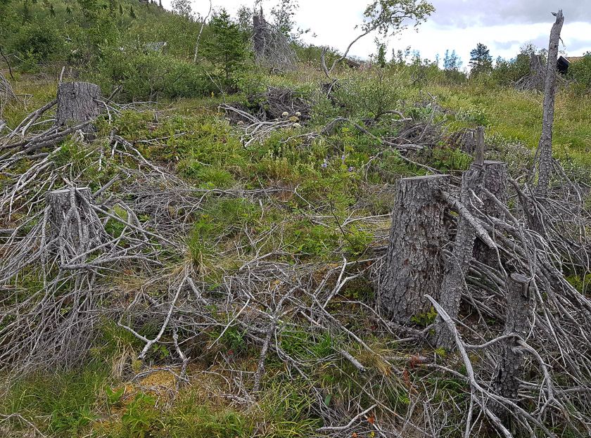 Bra syklus for hogst ved hytteområdet