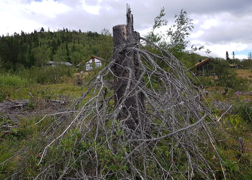 Bra syklus for hogst ved hytteområdet