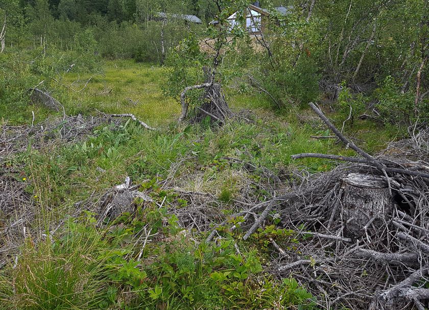 Bra syklus for hogst ved hytteområdet