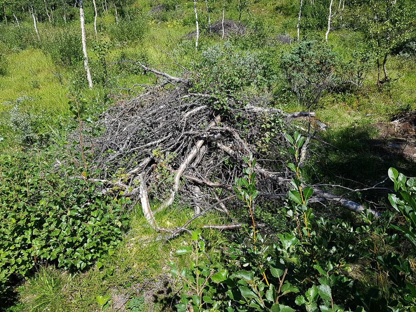 Bra syklus for hogst ved hytteområdet