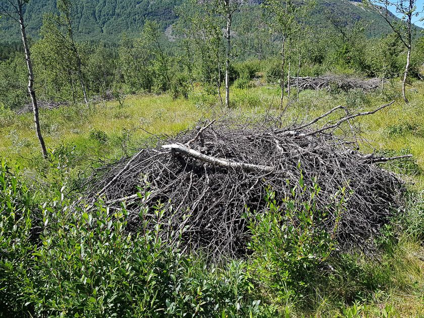 Bra syklus for hogst ved hytteområdet