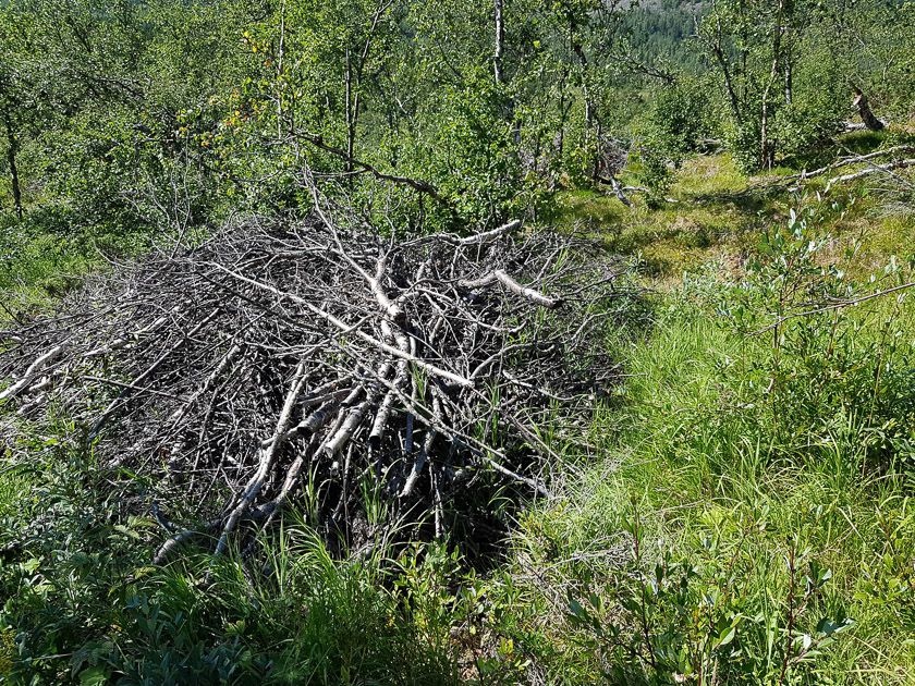 Bra syklus for hogst ved hytteområdet