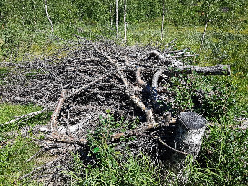 Bra syklus for hogst ved hytteområdet