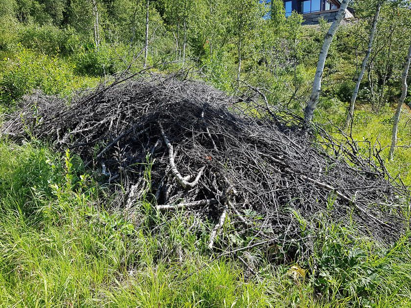 Bra syklus for hogst ved hytteområdet