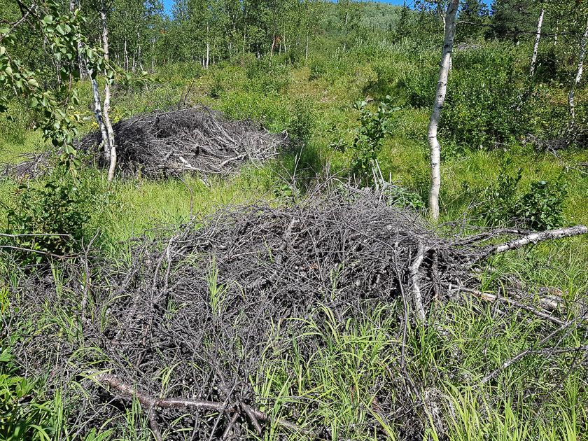 Bra syklus for hogst ved hytteområdet