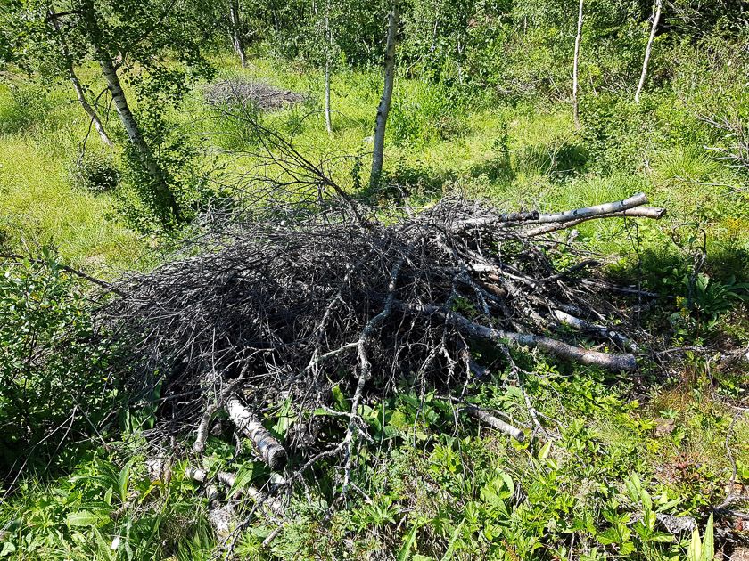 Bra syklus for hogst ved hytteområdet