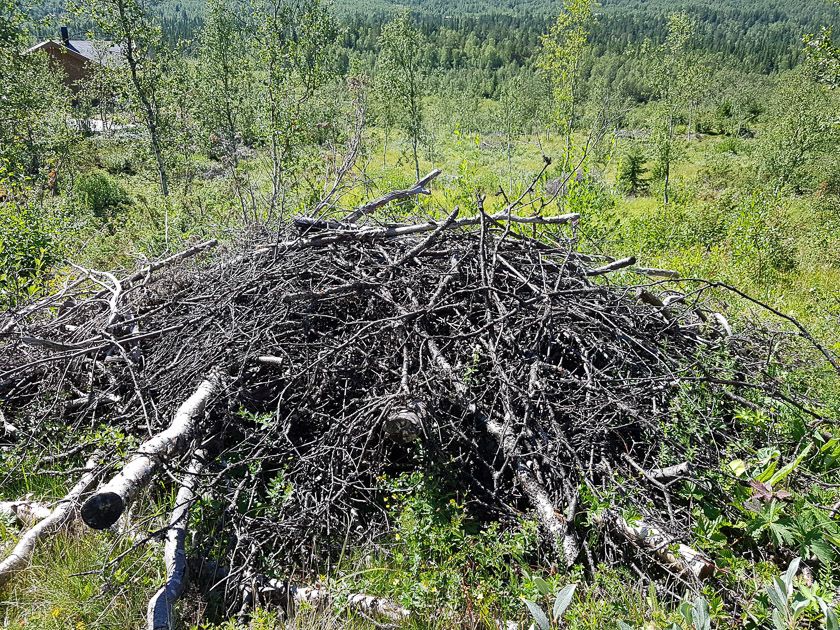 Bra syklus for hogst ved hytteområdet