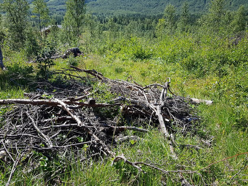 Bra syklus for hogst ved hytteområdet